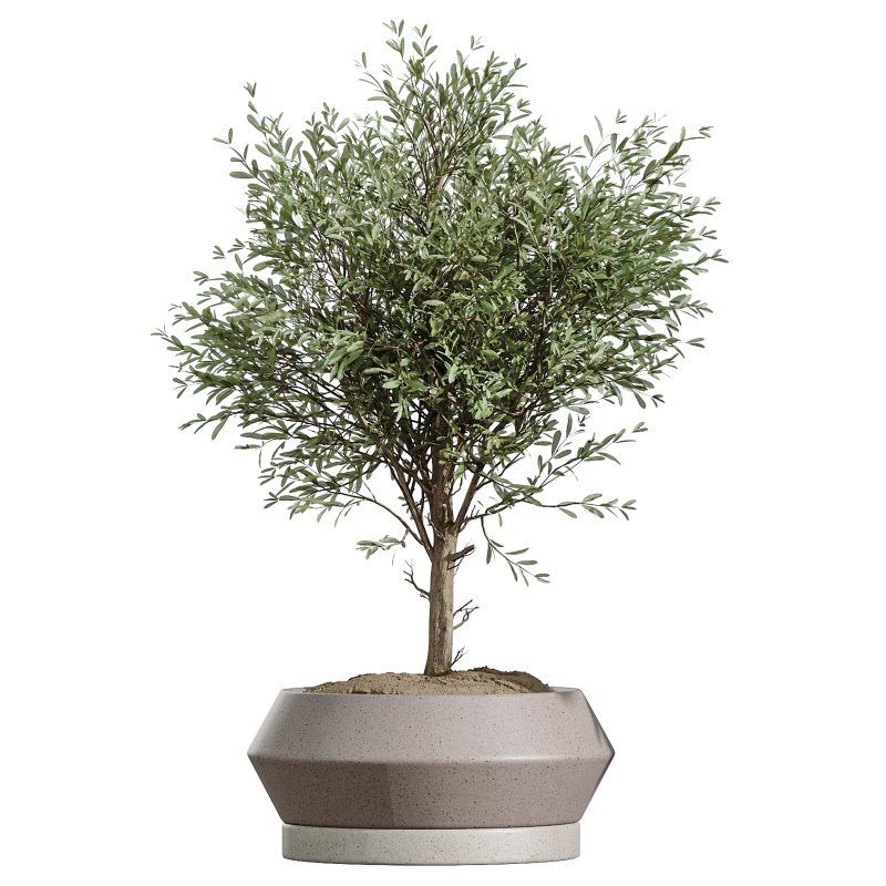 AV Indoor Plants Set 336 Olive and Areca Palm and Banana Nicolai and Ficus Fig - Image 3