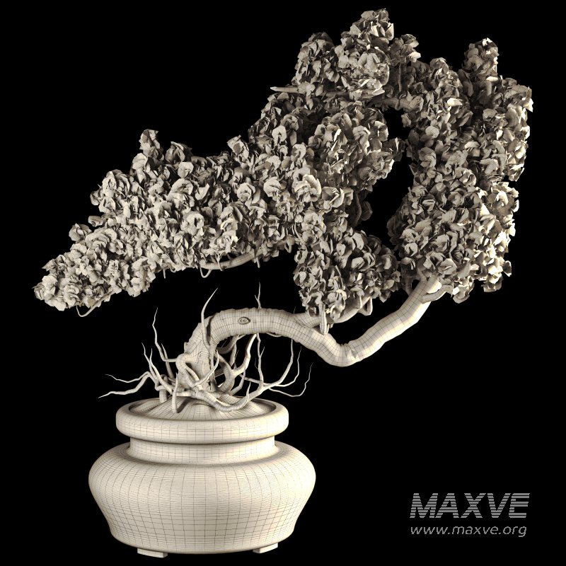 Bonsai - Image 3