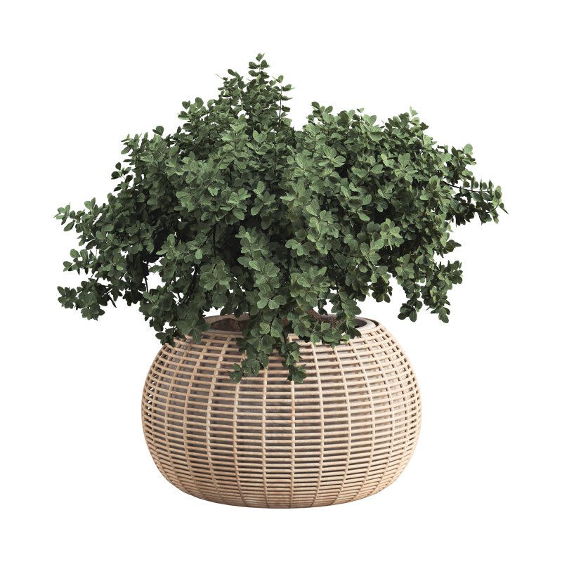 Indoor Tree in Pot Collection - Image 2