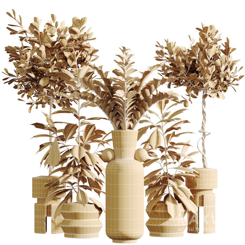 AV Indoor Plants Set 339 Ficus microcarpa and Ficus Cyathistipula and Zamiifolia - Image 13