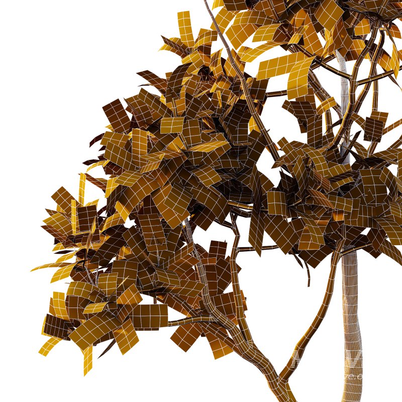 Plumeria Obtusa plant 01 - Image 2