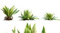 Collection 09 – Fern Garden - Thumbnail 10