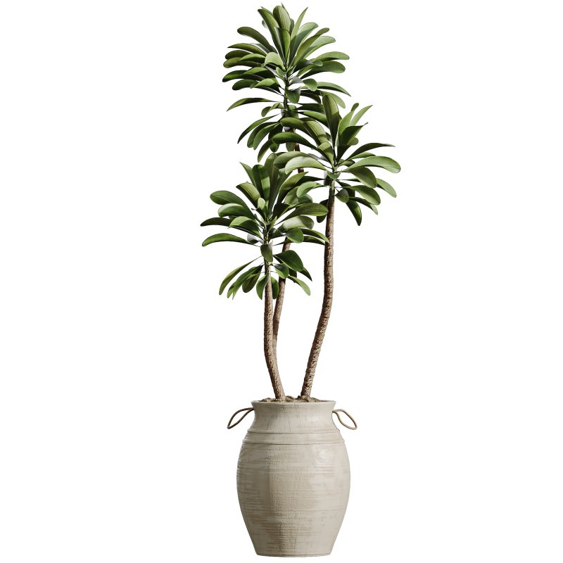 AV Indoor Plants Set 354 Ficus Marginata and Ficus Elastica and Euphorbia and Schefflera - Image 4