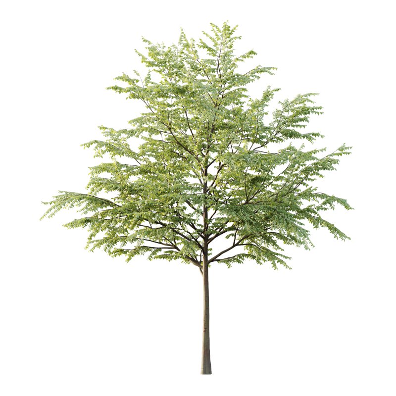 Celtis australis Tree 01 - Image 2