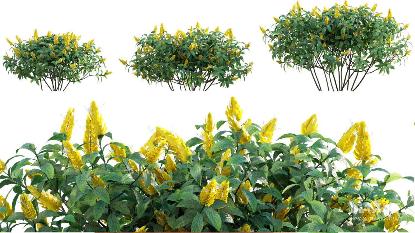 Collection 07 – Central America Garden - Image 23