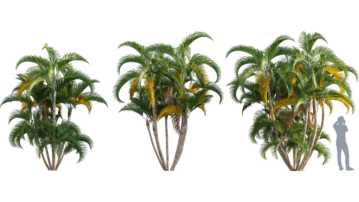 Collection 10 – Palm garden - Image 17