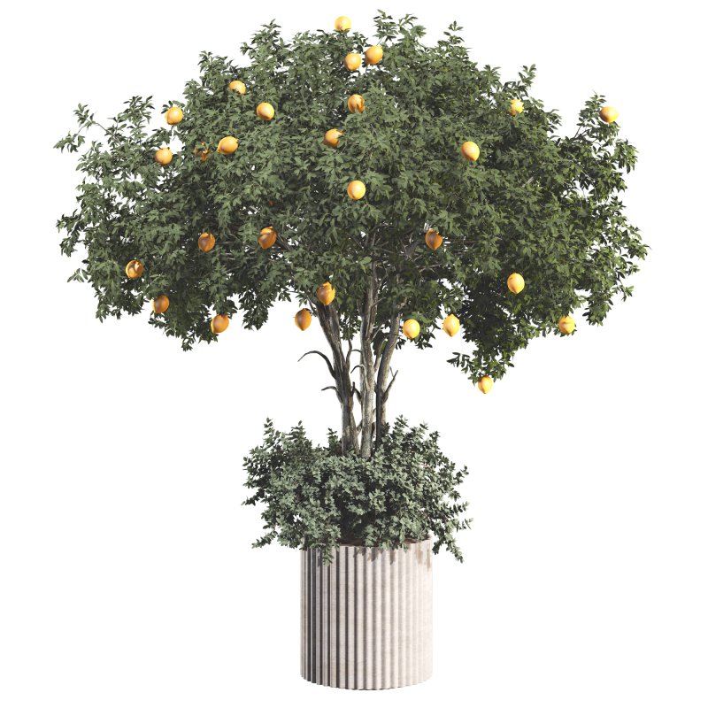 Lemon Tree in Pot Collection - Image 4