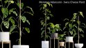 Collection 15 – Interior Plants - Thumbnail 10
