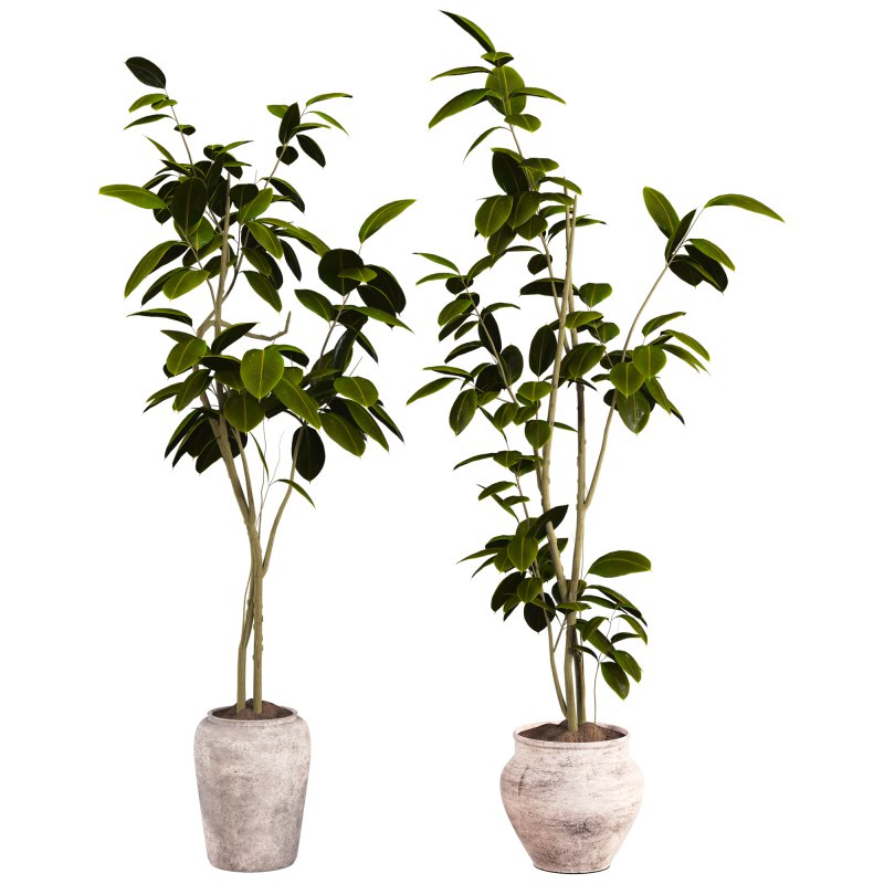 Bonsai Jungle Ficus - Image 1