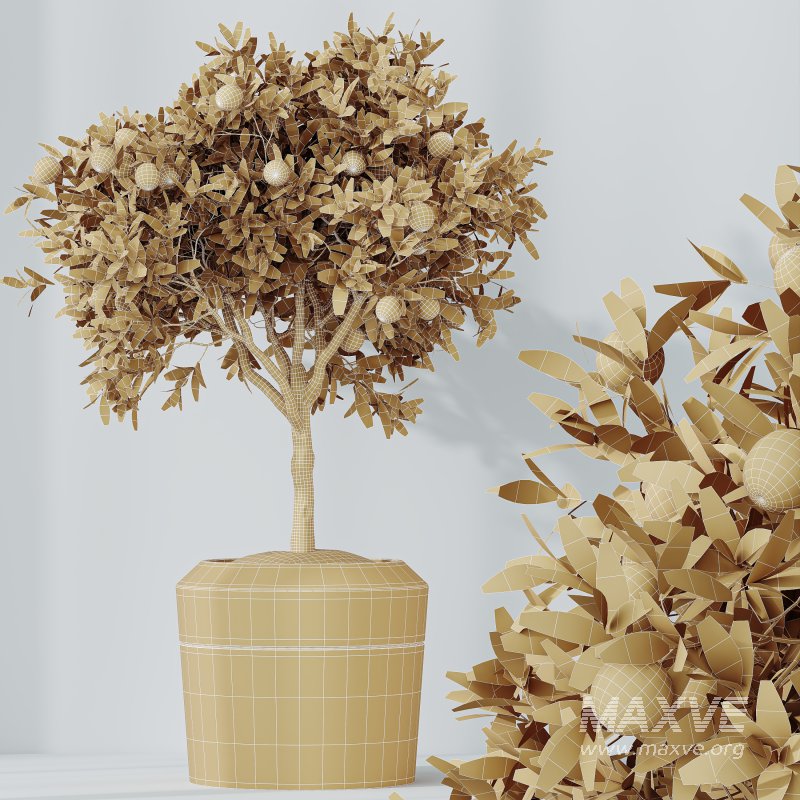 AV Indoor Plants Set 322 Fruit Orange Tree and Ficus Tineke Rubber and Aloe Vera - Image 8