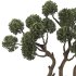 Topiary Pine Tree Set - Thumbnail 2