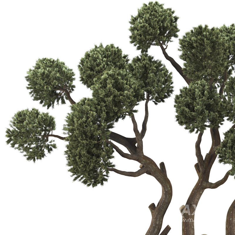 Topiary Pine Tree Set - Image 2