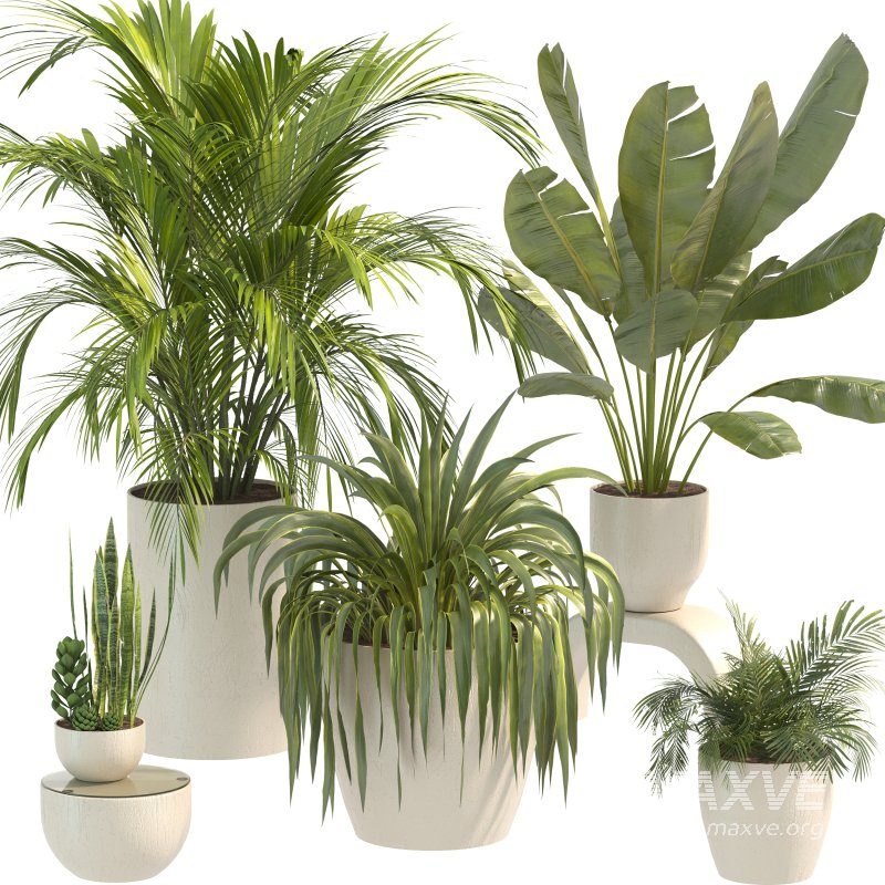 Plant Set 10 - Image 3