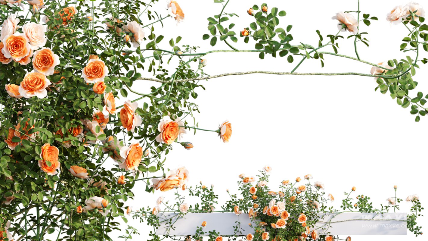 Collection 08 – Rose Garden - Image 42