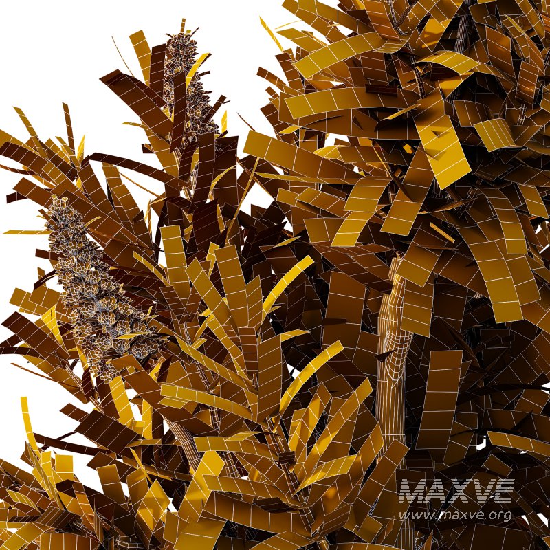 Echium candicans Pride of Madeira Bush 08 - Image 6