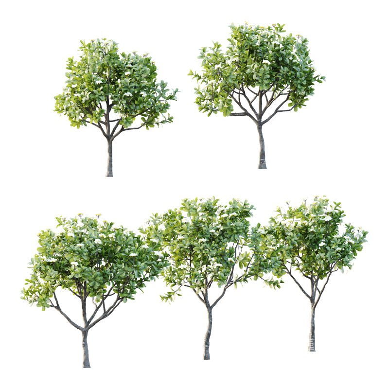 Plumeria Obtusa plant 04 - Image 3