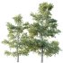 AV Plants Alnus Glutinosa Tree07 - Thumbnail 3