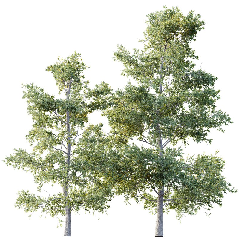 AV Plants Alnus Glutinosa Tree07 - Image 3