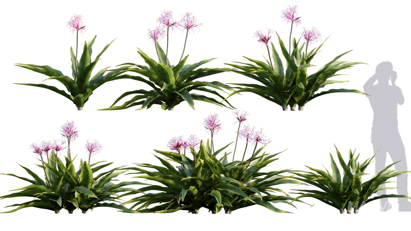 Collection 17 – Chinese garden - Image 12