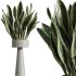 AV Indoor Plants Set 343 Eucalyptus Bouquet and Olive and Ficus Dracaena and Sansevieria - Thumbnail 3