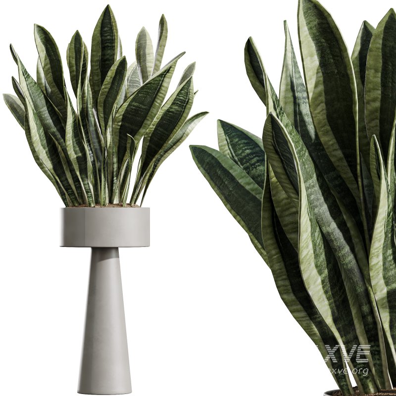 AV Indoor Plants Set 343 Eucalyptus Bouquet and Olive and Ficus Dracaena and Sansevieria - Image 3