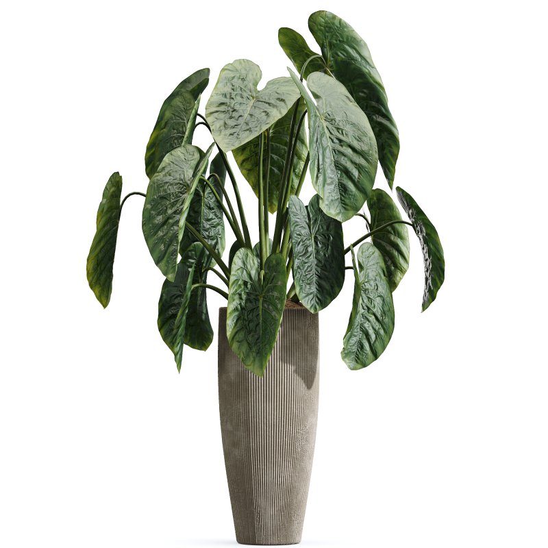 AV Indoor Plants Set 364 Ficus Cyathistipula and Dracaena Warnecki and Cunjevoi Alocasia and Japandi Decorative - Image 1