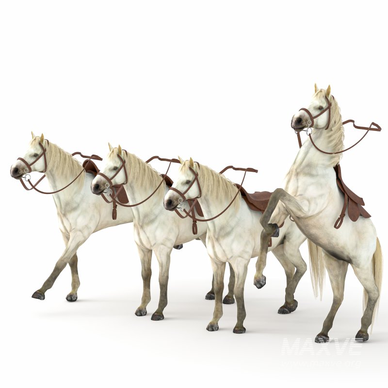 Horse in 04 Poses - Image 4