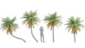 Collection 10 – Palm garden - Thumbnail 18
