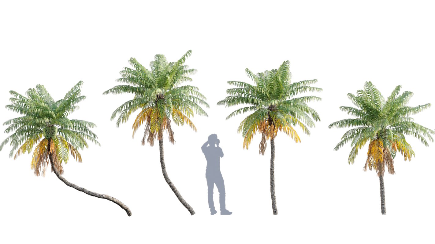 Collection 10 – Palm garden - Image 18