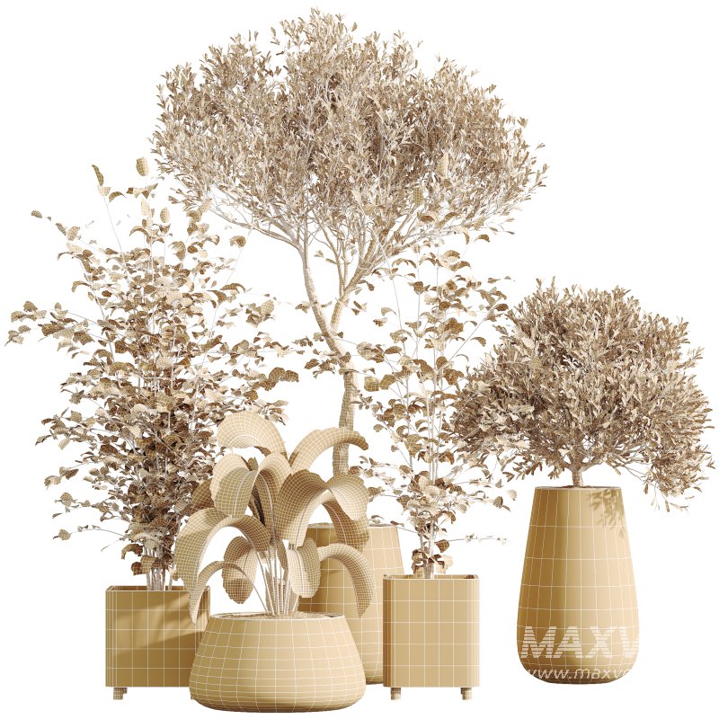 AV Indoor Plants Set 325 Alnus Glutinosa Alder and Mission Olive and Banana Nicolai - Image 6