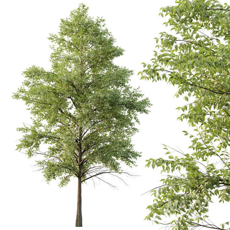 Celtis australis Tree 09 - Image 6