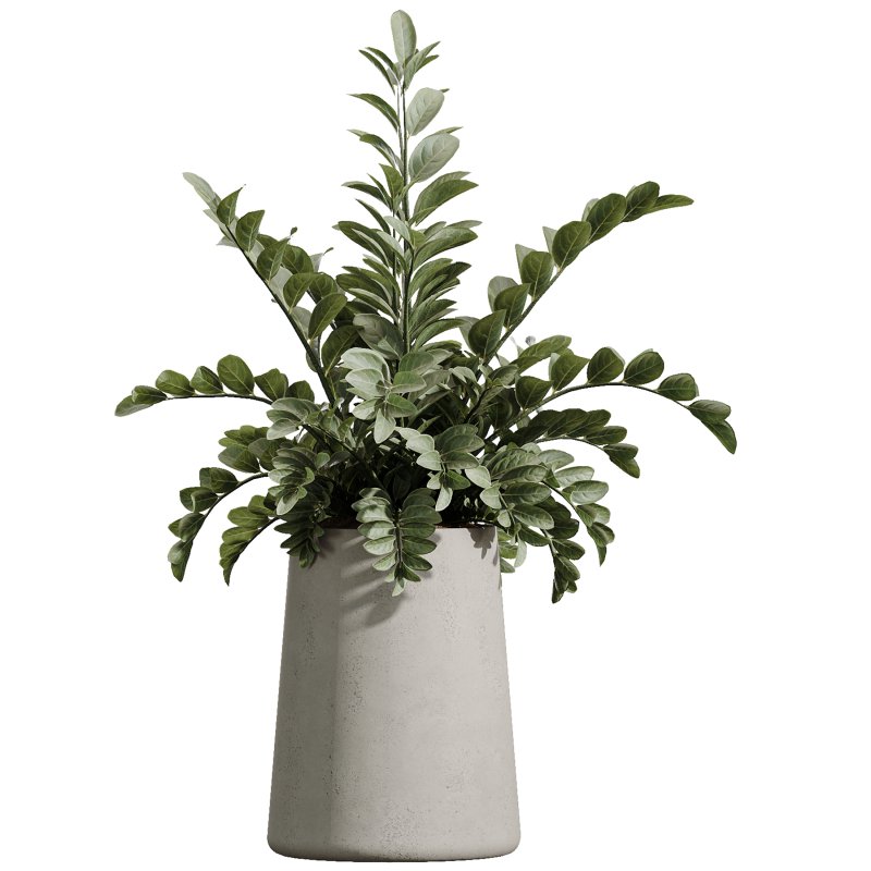 AV Indoor Plants Set 367 Japandi Decorative and Zamiifolia and Calathea Lutea and Dracaena Warneckii - Image 1