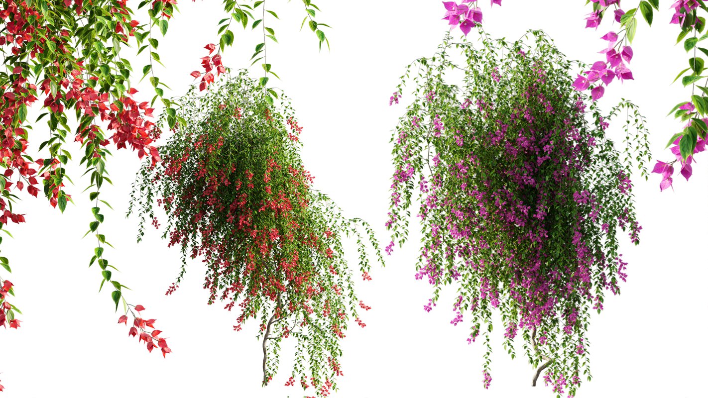 Collection 07 – Central America Garden - Image 48