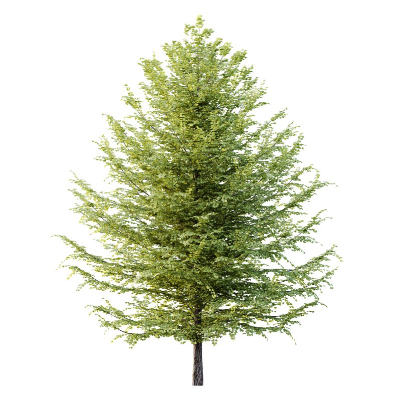 Tilia platyphyllos Tree 12 - Image 4