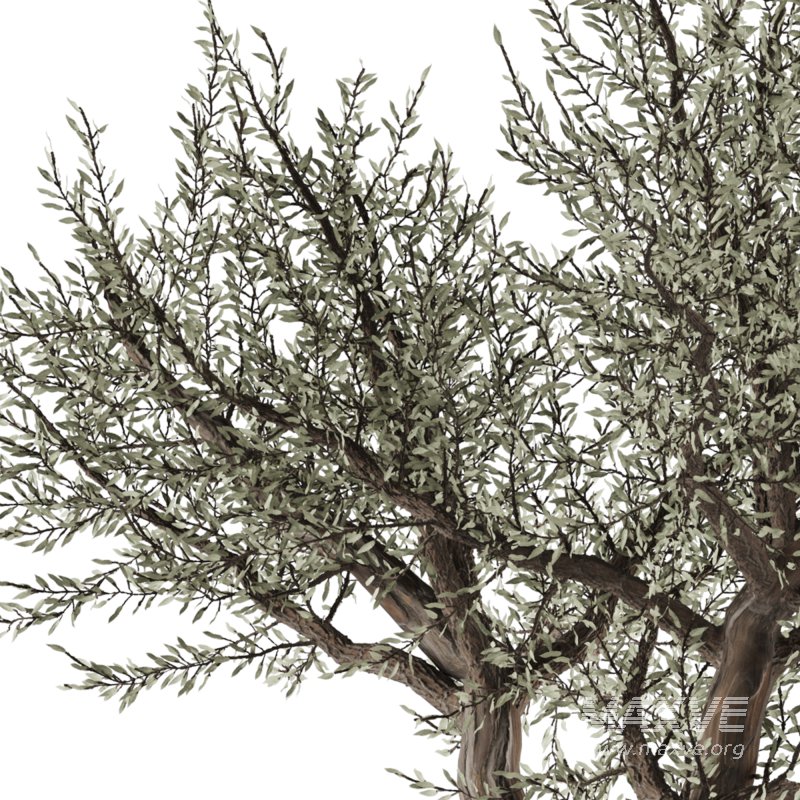 Bohemian Olive Tree Garden - Image 3