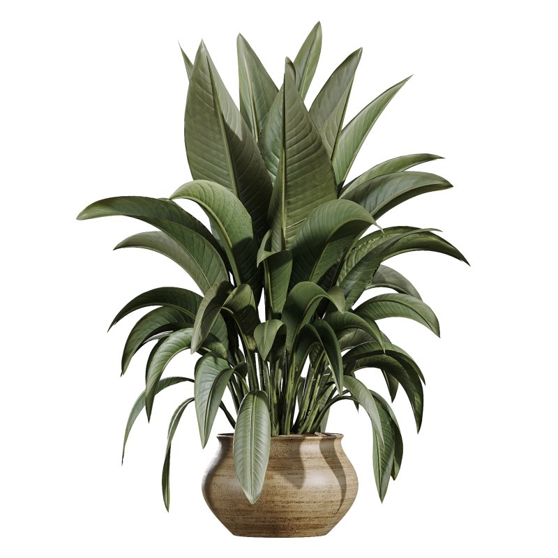 AV Indoor Plants Set 366 Briful Pachira and Areca Palm and Ficus microcarpa and Bird Of Paradise - Image 2