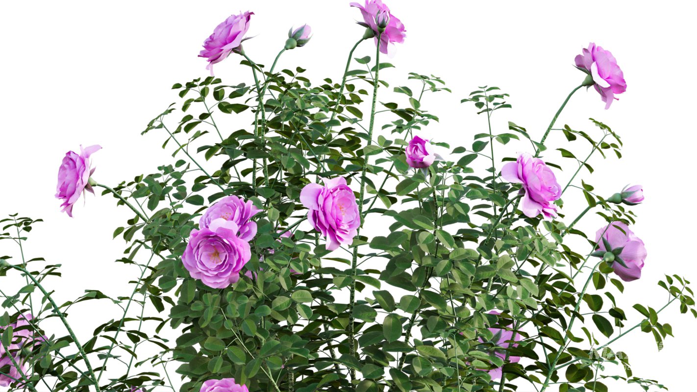 Collection 08 – Rose Garden - Image 36