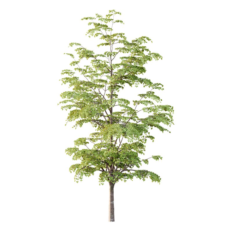 Different Trees 47 - Image 1