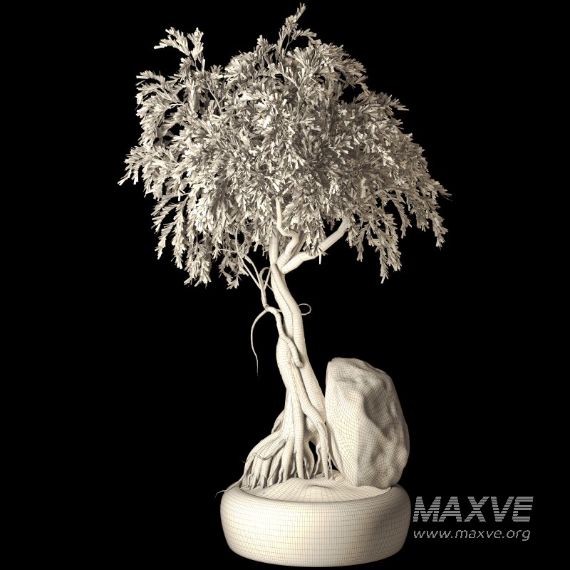 Bonsai - Image 5