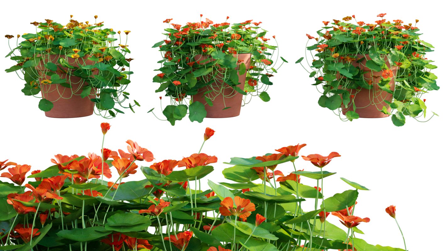 Collection 07 – Central America Garden - Image 20