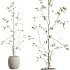 AV Indoor Plants Set 342 Ficus Marginata and Yucca Rostrata and Japandi Ficus - Thumbnail 4