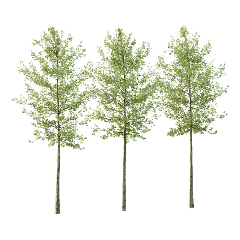 Sycamore Platanus Tree 06 - Image 1