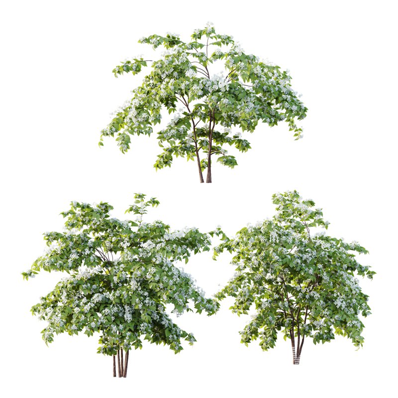 Philadelphia Bush 02 - Image 3