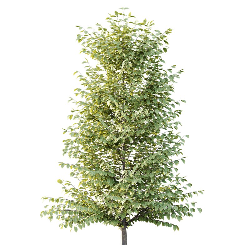 Different Trees 57 - Image 4