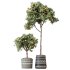 AV Indoor Plants Set 322 Fruit Orange Tree and Ficus Tineke Rubber and Aloe Vera - Thumbnail 7