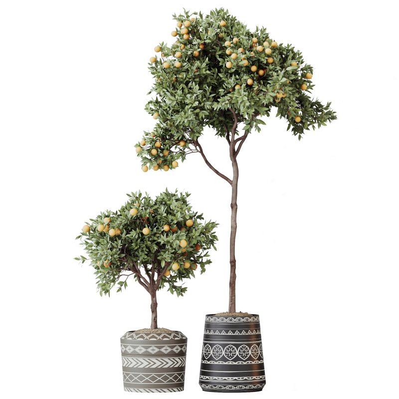 AV Indoor Plants Set 322 Fruit Orange Tree and Ficus Tineke Rubber and Aloe Vera - Image 7