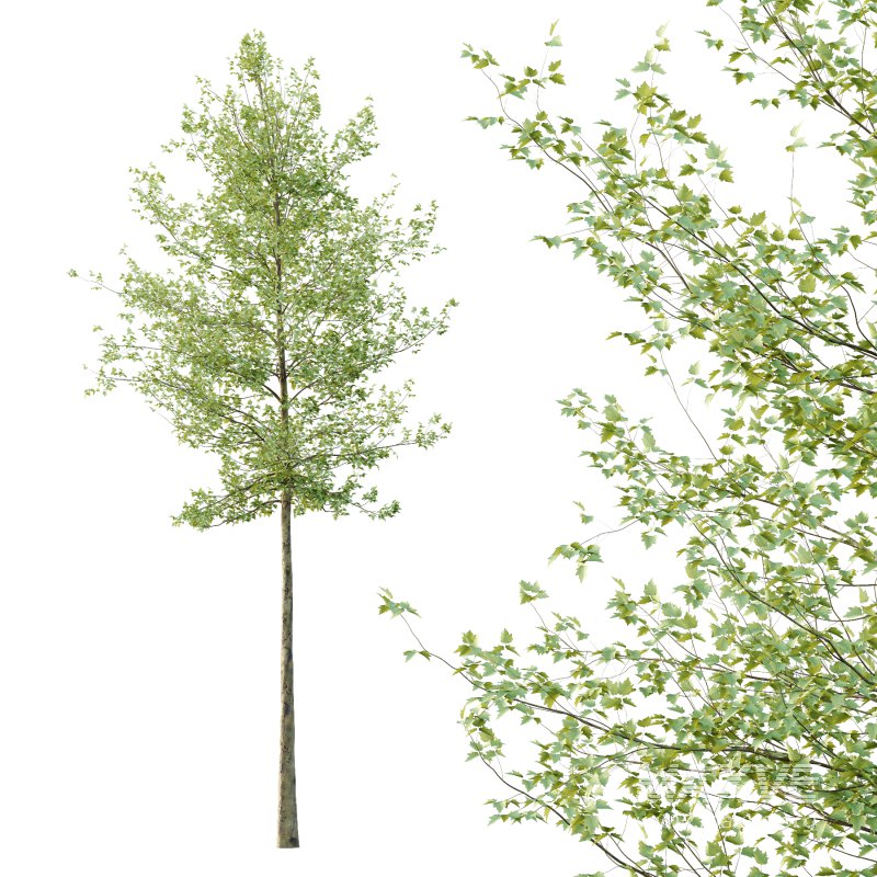 Sycamore Platanus Tree 06 - Image 5