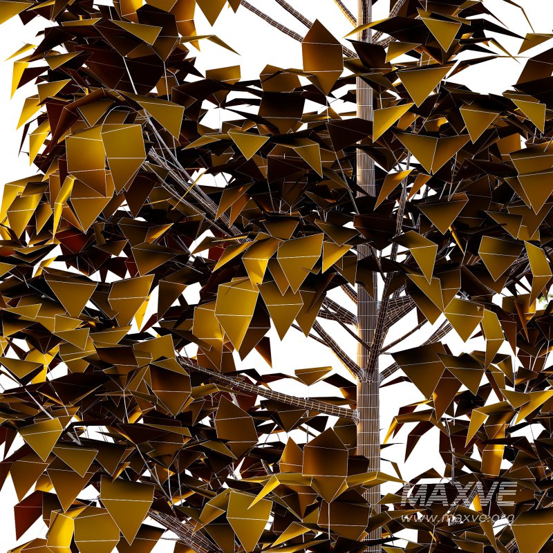 Tilia platyphyllos Tree 05 - Image 5