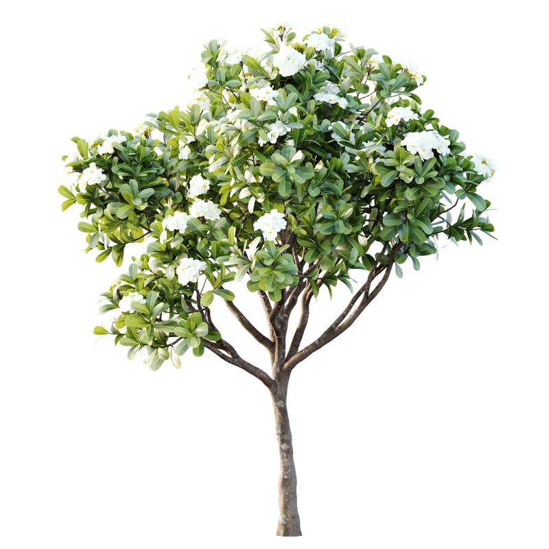 Plumeria Obtusa plant 05 - Image 6