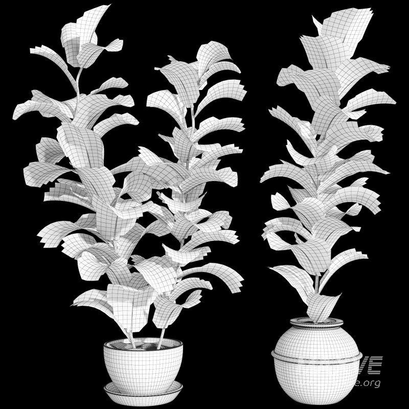 Bonsai Jungle Ficus Fiddle Leaf Fig 444 - Image 7